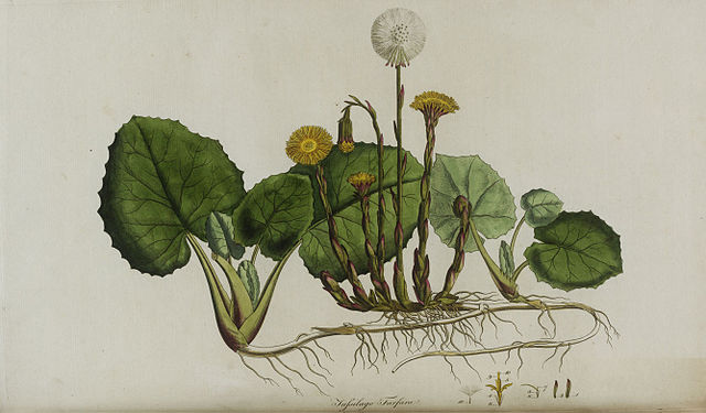 Coltsfoot - Herbal Wisdom Wednesday