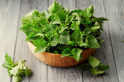 Stinging Nettle - Herbal Wisdom Wednesday