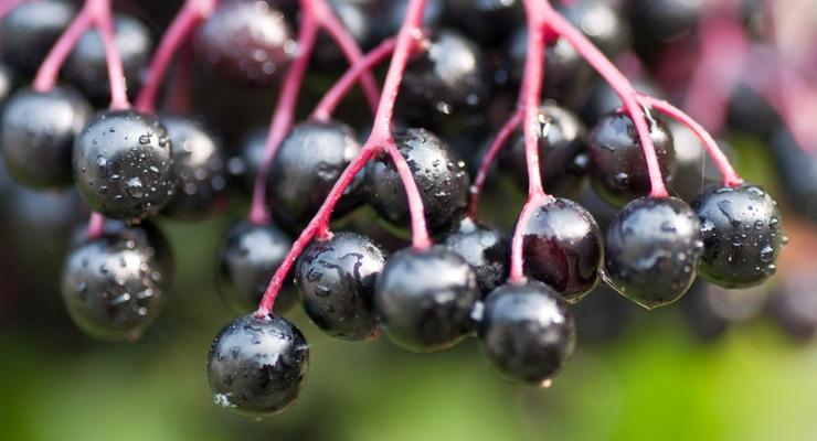 Elderberries - Herb Blurb