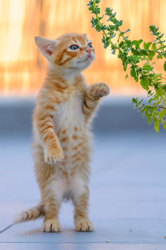 Herbs for our Feline Friends!