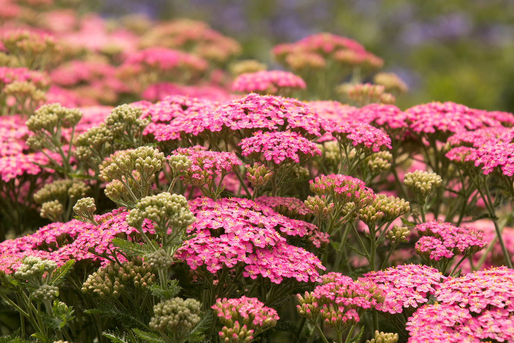 Yarrow - Herb Blurbs