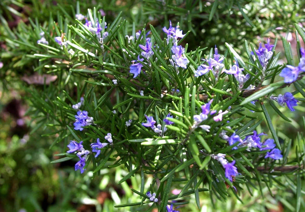 Rosemary - Herb Blurb