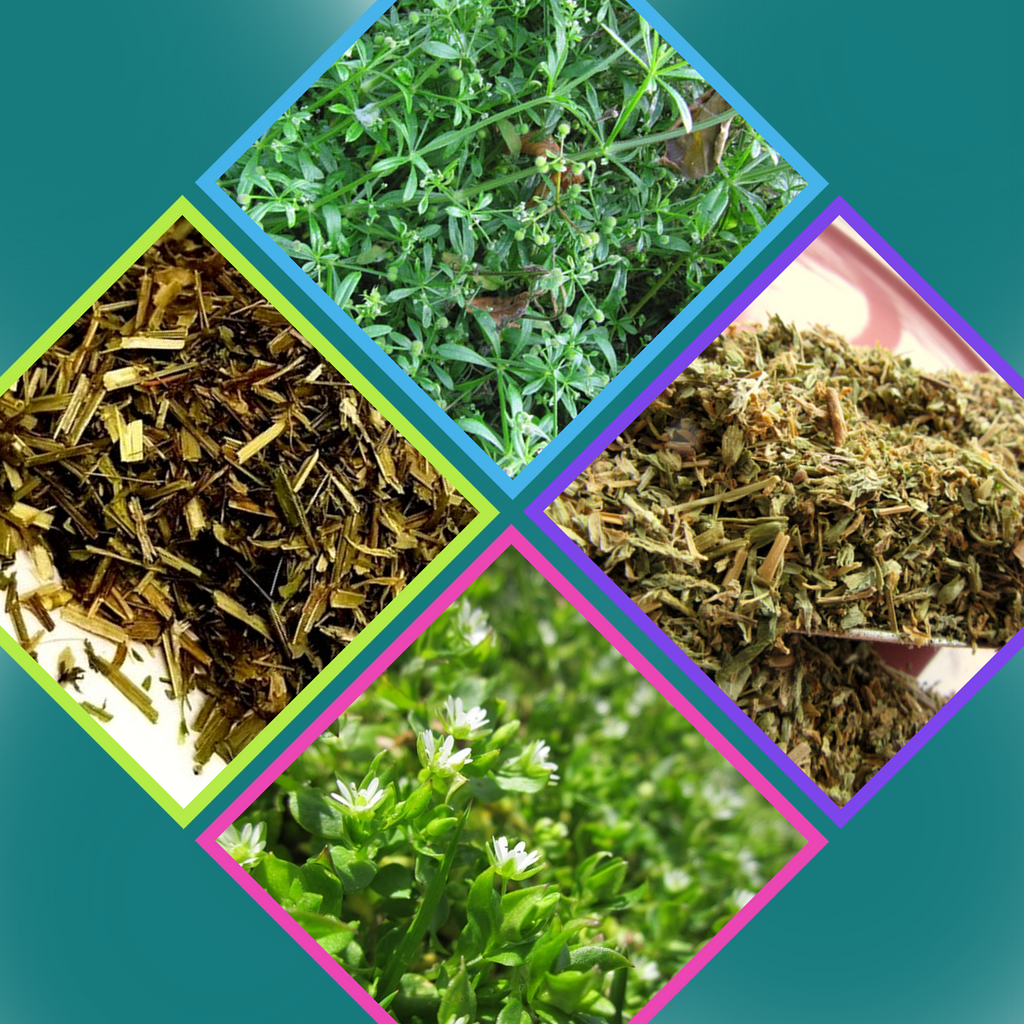 Spring Herbs - Herbal Wisdom Wednesday