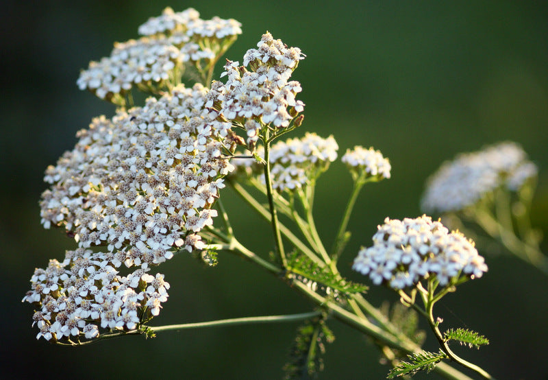 Yarrow - Herbal Wisdom (Not) Wednesday