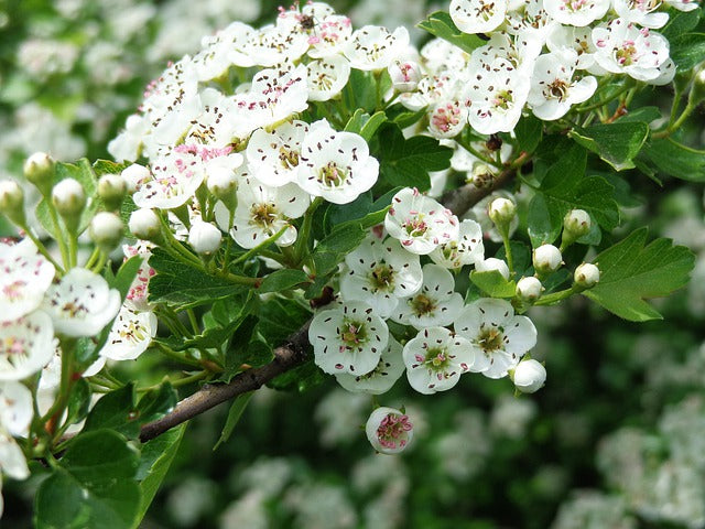Hawthorn - Herbal Wisdom Wednesday