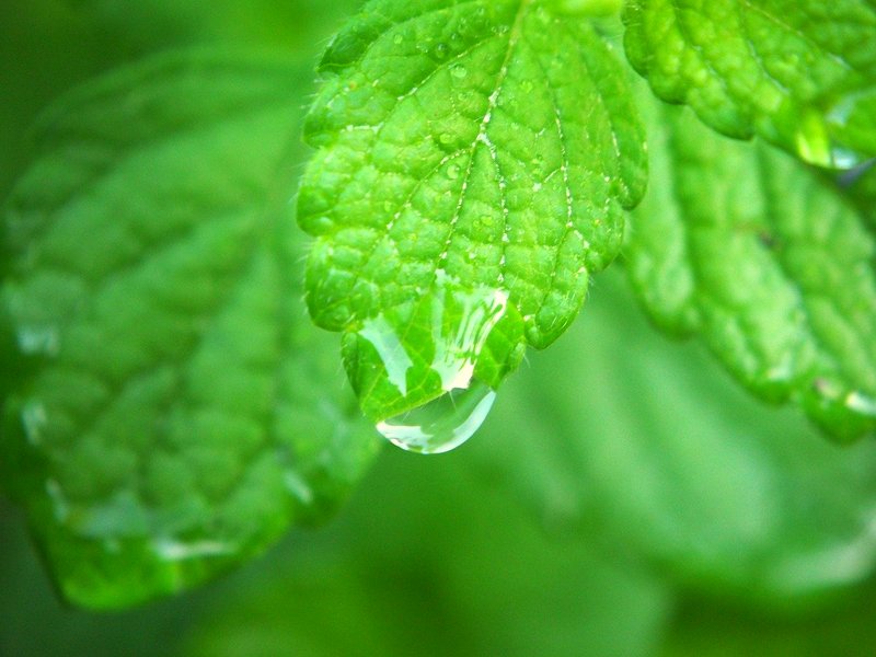 Happy Earth Day! - Celebrate with Lemon Balm for Herbal Wisdom Wednesday <3