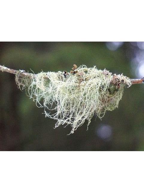 Usnea, elaborado de forma silvestre, 1 oz