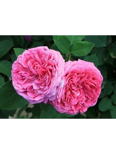 Hidrosol de rosa orgánico