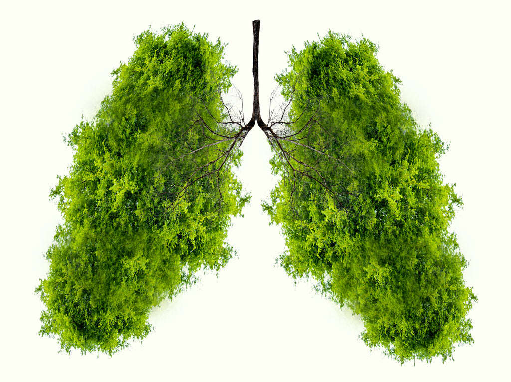 Respiratory Herbs - Herbal Wisdom Wednesday