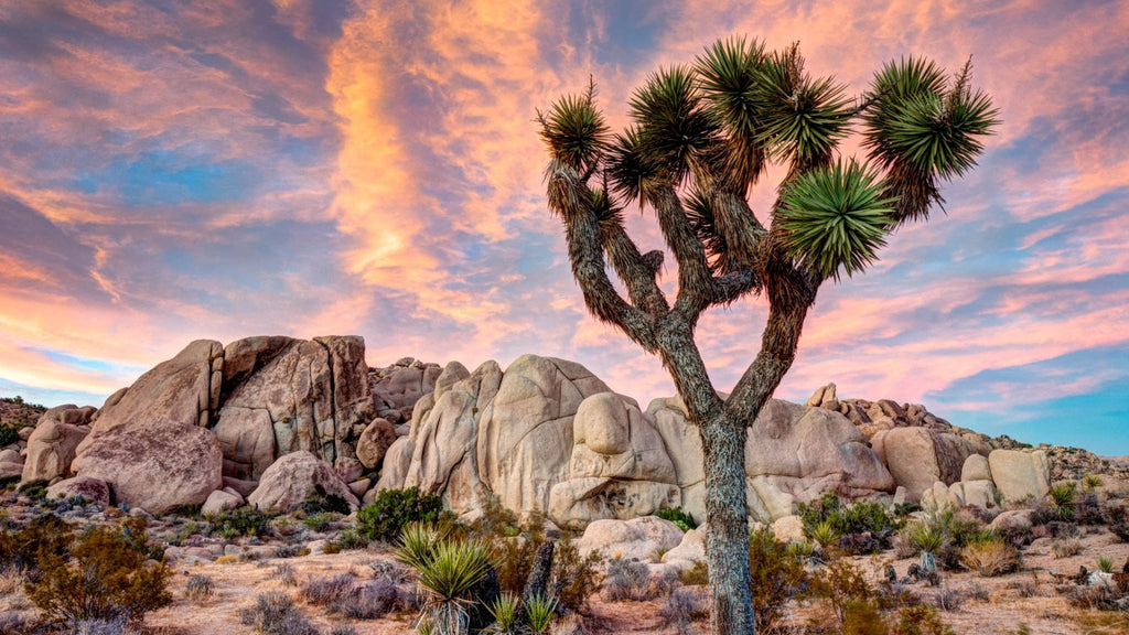 Releasing Ancestral Trauma: Joshua Tree - #floweressencefriday