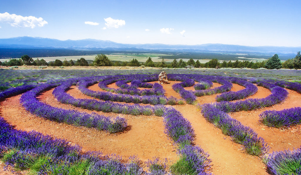 Lovely Lavender - Herbal Wisdom Wednesday