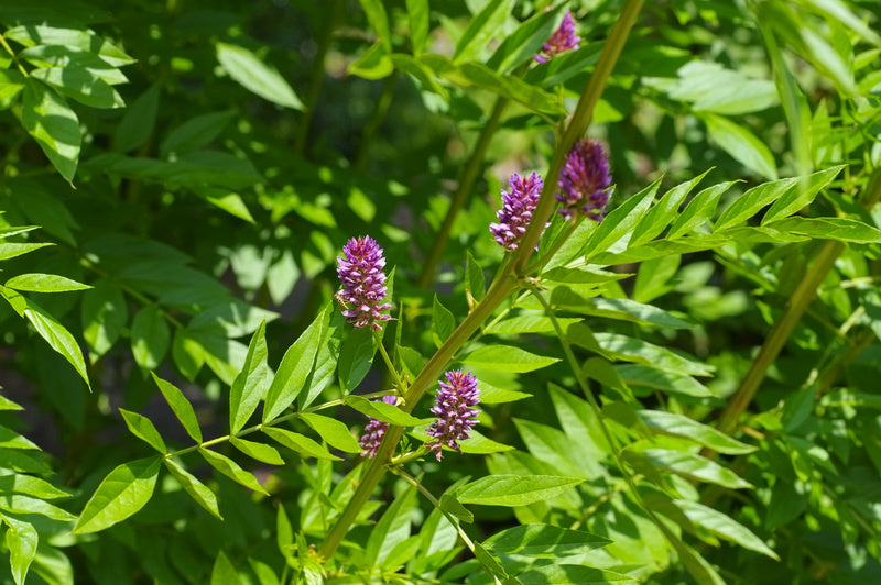 Licorice Root - Herbal Wisdom Wednesday