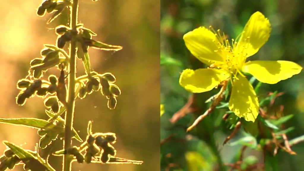 Harvest & Medicine-Making: Mugwort & St. John's Wort - #floweressencefriday