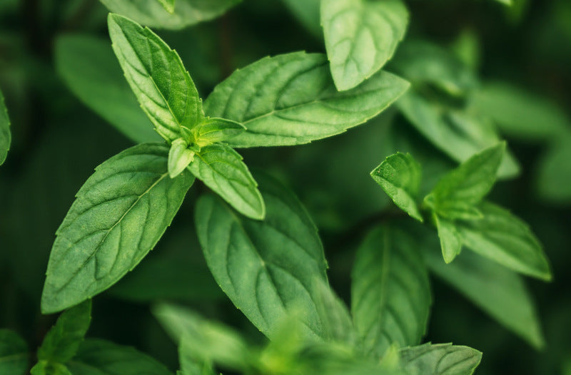 Peppermint - Herbal Wisdom Wednesday