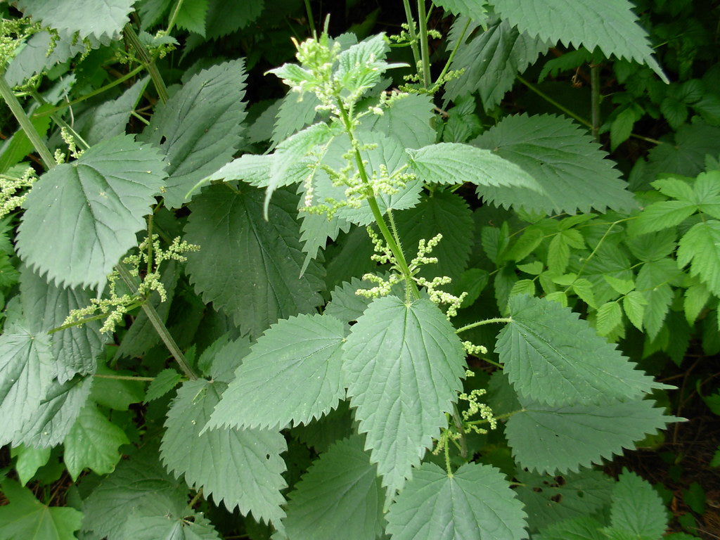 More Nummy Nettles! - Herbal Wisdom Wednesday