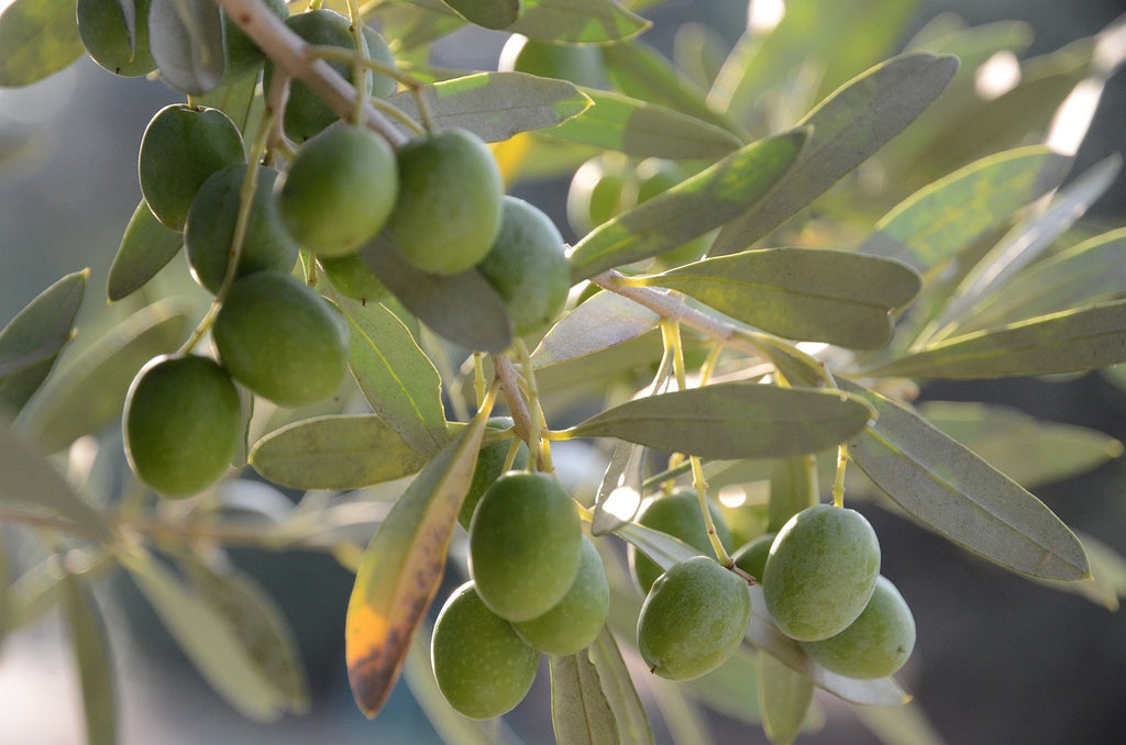 Olive Leaf - Herbal Wisdom Wednesday