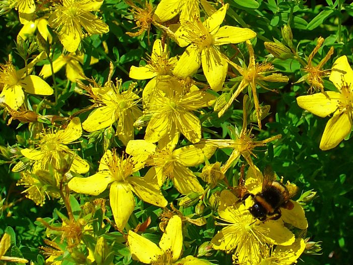 St. John's Wort - Floral Sunshine