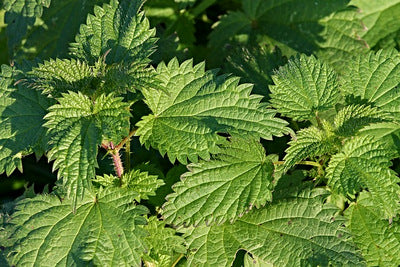 Nettle Foraging Time!