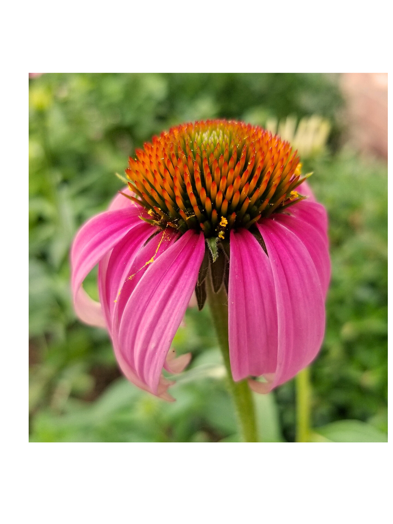 Flor de Equinácea Angustifolia, 1oz