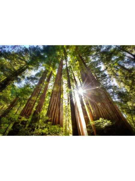 Coastal Redwood Live Tree