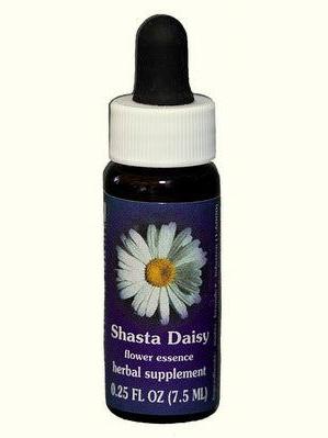 FES Shasta Daisy
