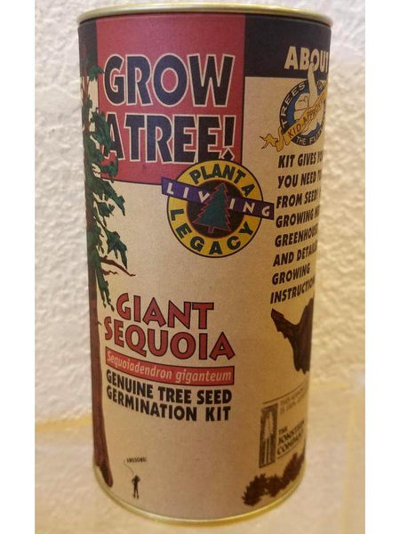 Kit de semillas de árbol de secuoya gigante