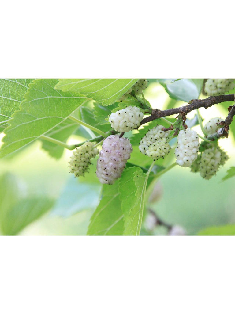 White Mulberry Leaf, organic 1oz