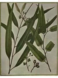 Eucalyptus Citriodora Wild 15ml