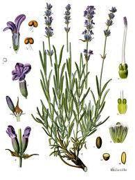 Lavender, Lavandula angustifolia 5ml