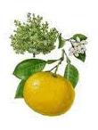 Grapefruit Citrus paradisii 5ml