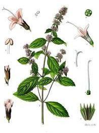 Peppermint, Organic Mentha x piperita 5ml
