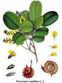 Sandalwood, Australian Organic 2ml